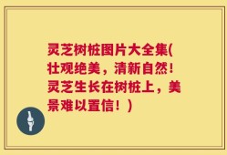 灵芝树桩图片大全集(壮观绝美，清新自然！灵芝生长在树桩上，美景难以置信！)