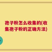 孢子粉怎么收集的(收集孢子粉的正确方法)