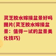 灵芝胶水嫁接盆景好吗图片(灵芝胶水嫁接盆景：值得一试的盆景美化技巧)