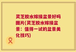 灵芝胶水嫁接盆景好吗图片(灵芝胶水嫁接盆景：值得一试的盆景美化技巧)