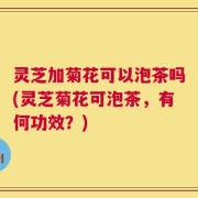 灵芝加菊花可以泡茶吗(灵芝菊花可泡茶，有何功效？)