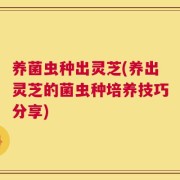 养菌虫种出灵芝(养出灵芝的菌虫种培养技巧分享)