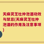 天麻灵芝杜仲泡酒功效与禁忌(天麻灵芝杜仲泡酒的作用及注意事项)