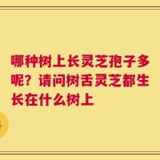 哪种树上长灵芝孢子多呢？请问树舌灵芝都生长在什么树上