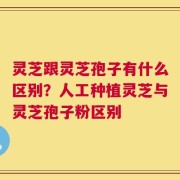 灵芝跟灵芝孢子有什么区别？人工种植灵芝与灵芝孢子粉区别