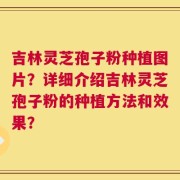 吉林灵芝孢子粉种植图片？详细介绍吉林灵芝孢子粉的种植方法和效果？