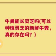 牛粪能长灵芝吗(可以种植灵芝的新鲜牛粪，真的存在吗？)