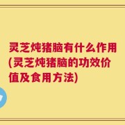 灵芝炖猪脑有什么作用(灵芝炖猪脑的功效价值及食用方法)