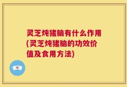 灵芝炖猪脑有什么作用(灵芝炖猪脑的功效价值及食用方法)