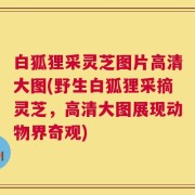 白狐狸采灵芝图片高清大图(野生白狐狸采摘灵芝，高清大图展现动物界奇观)
