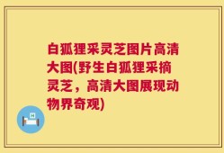 白狐狸采灵芝图片高清大图(野生白狐狸采摘灵芝，高清大图展现动物界奇观)