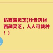 仿西藏灵芝(珍贵药材西藏灵芝，人人可栽种！)