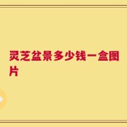 灵芝盆景多少钱一盒图片