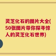灵芝化石的图片大全(50张图片带你探寻惊人的灵芝化石世界)