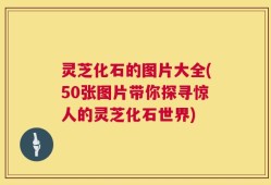 灵芝化石的图片大全(50张图片带你探寻惊人的灵芝化石世界)
