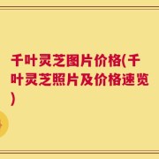 千叶灵芝图片价格(千叶灵芝照片及价格速览)