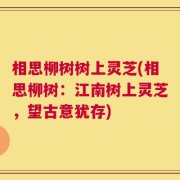 相思柳树树上灵芝(相思柳树：江南树上灵芝，望古意犹存)