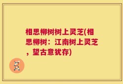 相思柳树树上灵芝(相思柳树：江南树上灵芝，望古意犹存)