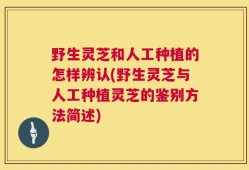 野生灵芝和人工种植的怎样辨认(野生灵芝与人工种植灵芝的鉴别方法简述)