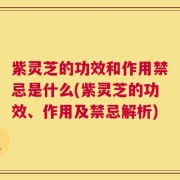 紫灵芝的功效和作用禁忌是什么(紫灵芝的功效、作用及禁忌解析)