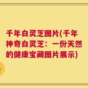 千年白灵芝图片(千年神奇白灵芝：一份天然的健康宝藏图片展示)