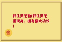 野生灵芝勒(野生灵芝重现身，拥有强大功效)