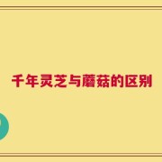 千年灵芝与蘑菇的区别