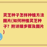 灵芝种子怎样种植方法图片(如何种植灵芝种子？附详细步骤及图片)