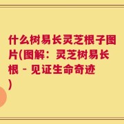 什么树易长灵芝根子图片(图解：灵芝树易长根 - 见证生命奇迹)