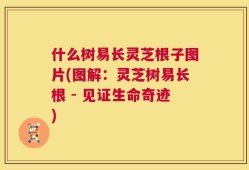 什么树易长灵芝根子图片(图解：灵芝树易长根 - 见证生命奇迹)