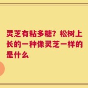 灵芝有粘多糖？松树上长的一种像灵芝一样的是什么