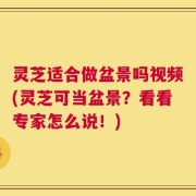 灵芝适合做盆景吗视频(灵芝可当盆景？看看专家怎么说！)