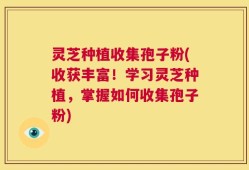 灵芝种植收集孢子粉(收获丰富！学习灵芝种植，掌握如何收集孢子粉)