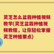 灵芝怎么盆栽种植视频教学(灵芝盆栽种植视频教程，让你轻松掌握灵芝种植要点)