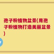孢子粉植物盆景(用孢子粉植物打造美丽盆景)