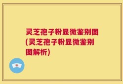 灵芝孢子粉显微鉴别图(灵芝孢子粉显微鉴别图解析)