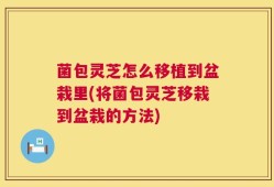 菌包灵芝怎么移植到盆栽里(将菌包灵芝移栽到盆栽的方法)