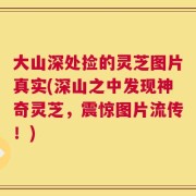 大山深处捡的灵芝图片真实(深山之中发现神奇灵芝，震惊图片流传！)