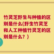 竹灵芝野生与种植的区别是什么(野生竹灵芝和人工种植竹灵芝的区别是什么？)