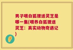 男子喂白狐狸送灵芝是哪一集(喂养白狐狸送灵芝：真实动物奇遇记)