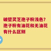 破壁灵芝孢子粉浅色？孢子粉有油花和无油花有什么区别
