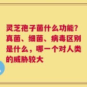 灵芝孢子菌什么功能？真菌、细菌、病毒区别是什么，哪一个对人类的威胁较大