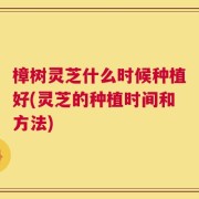 樟树灵芝什么时候种植好(灵芝的种植时间和方法)