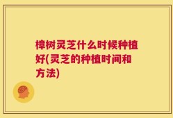 樟树灵芝什么时候种植好(灵芝的种植时间和方法)