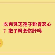 吃完灵芝孢子粉胃恶心？孢子粉会伤肝吗