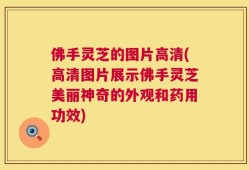 佛手灵芝的图片高清(高清图片展示佛手灵芝美丽神奇的外观和药用功效)