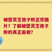 破壁灵芝孢子粉正宗图片？了解破壁灵芝孢子粉的真正面貌？