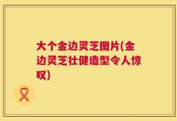 大个金边灵芝图片(金边灵芝壮健造型令人惊叹)