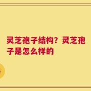 灵芝孢子结构？灵芝孢子是怎么样的