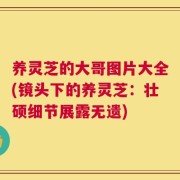 养灵芝的大哥图片大全(镜头下的养灵芝：壮硕细节展露无遗)
